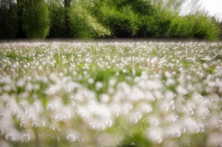 Dandelions - Italy - Triple exposure