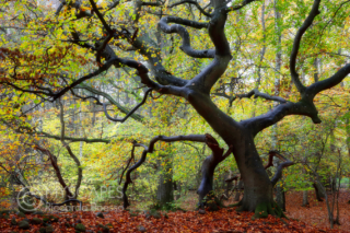 Beeches in Prästaskogens naturreservat - Sweden