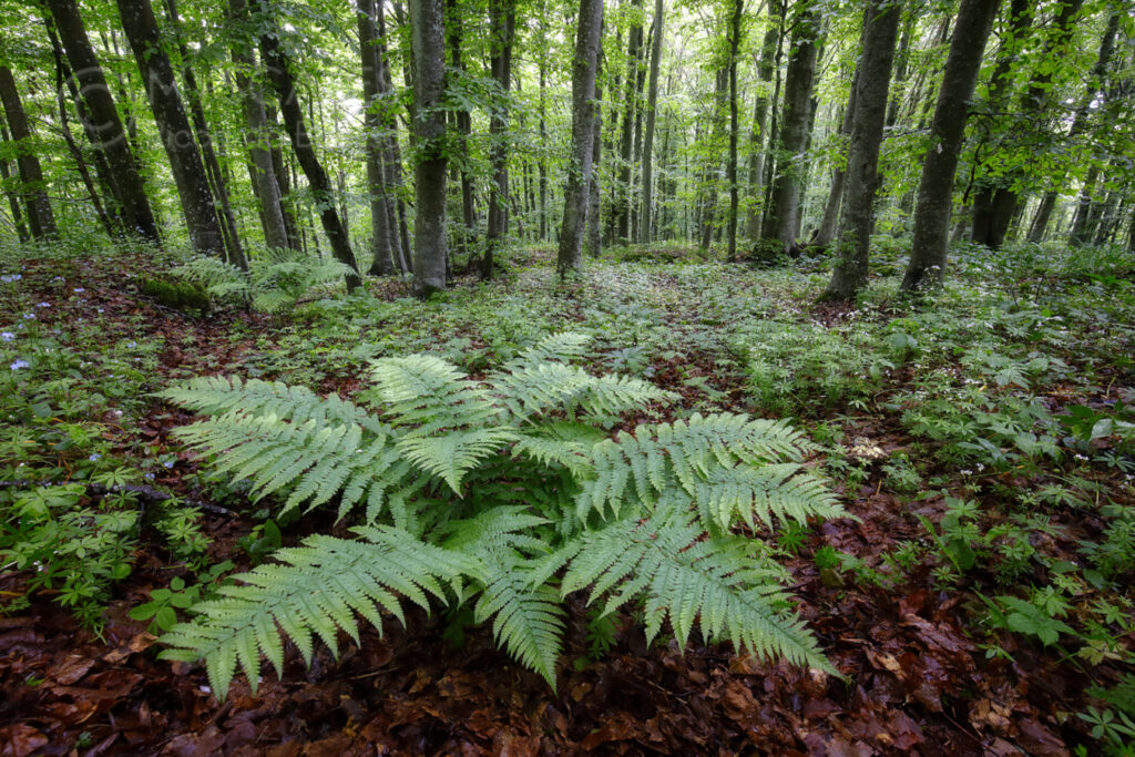 Ferns and beeches