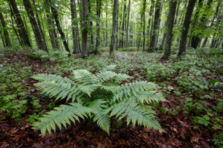 Ferns and beeches in Lessinia- Italy