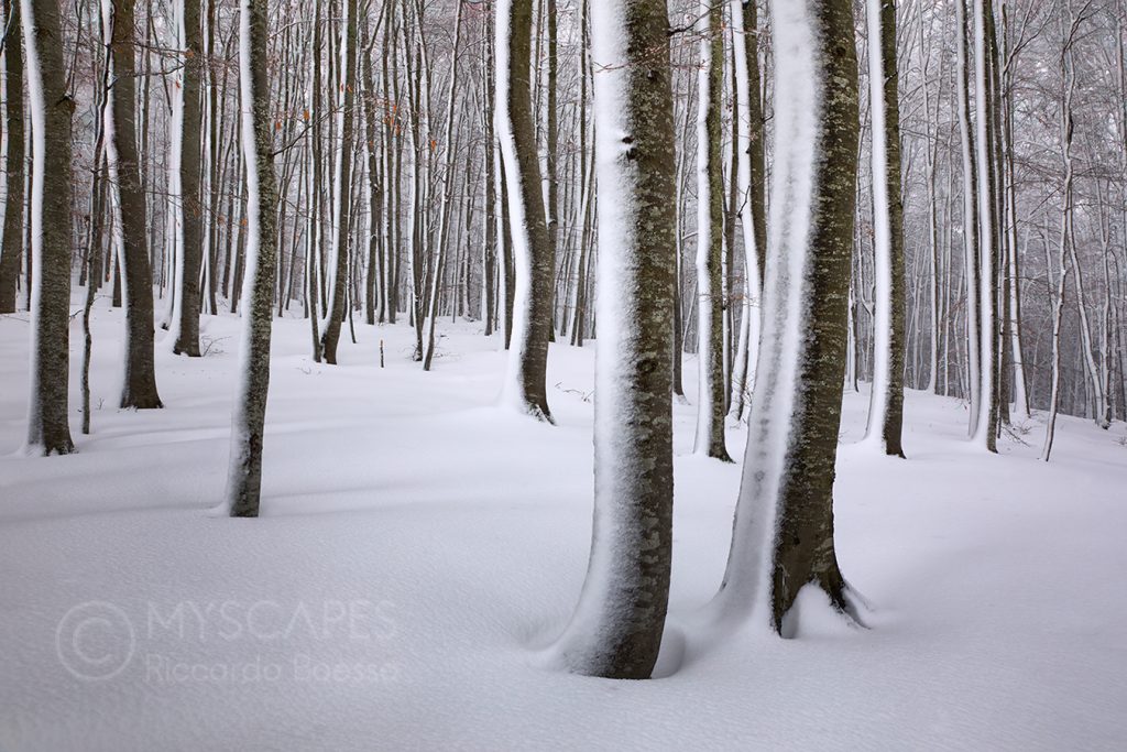 Snow and beeches