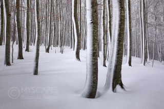 Snow and beeches in Lessinia - Italy