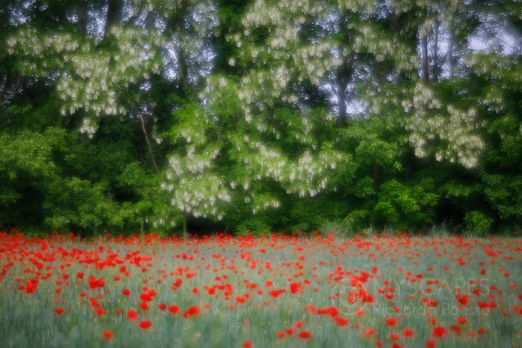 Poppy Field