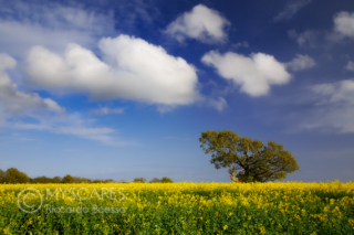 Rapeseed fields in West Sussex - UK