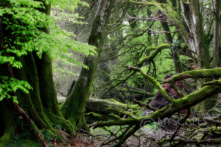 Woods at Lewesdon Hill - UK