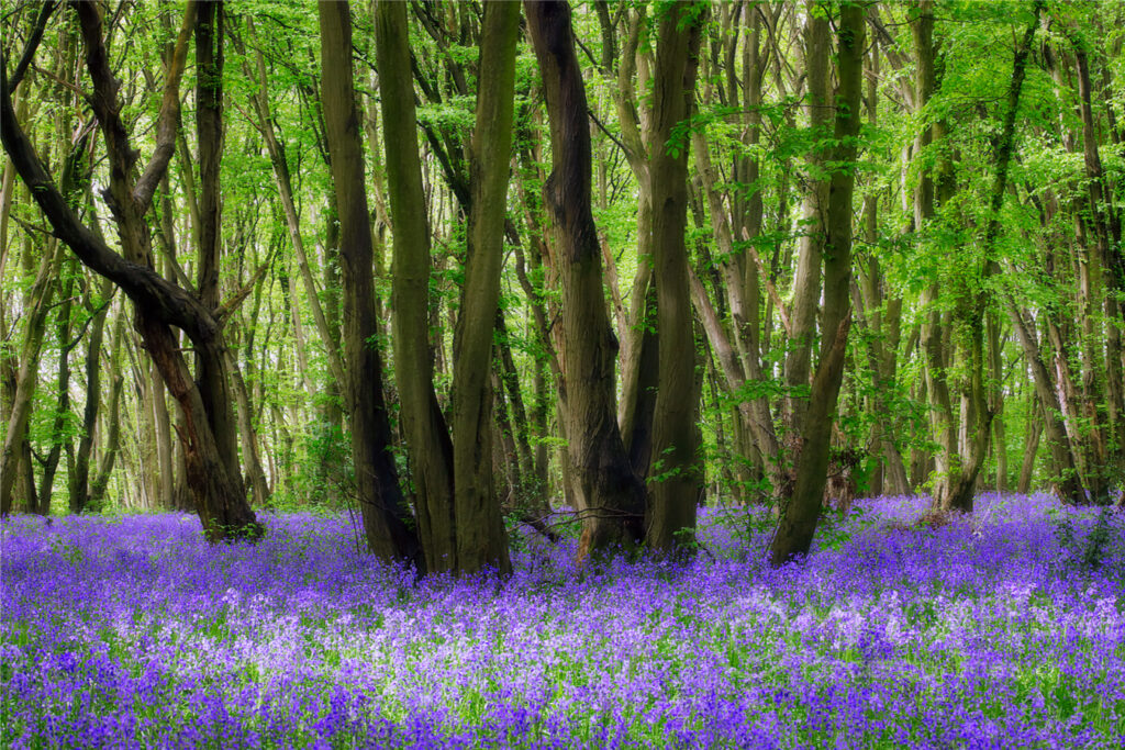 Bluebells