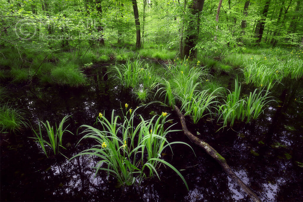 Yellow iris