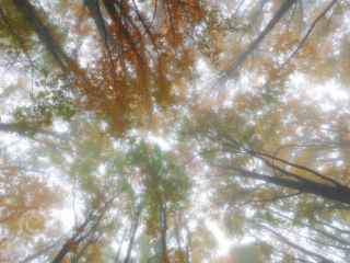 Beeches and fog in Lessinia - Italy