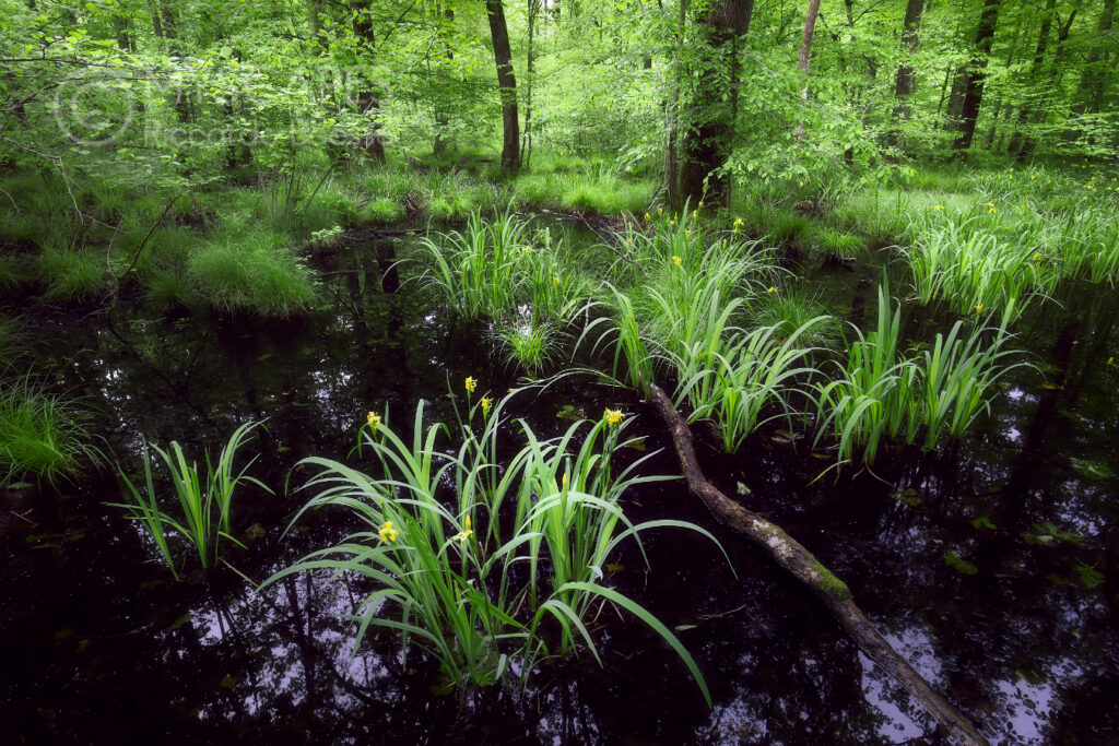 Yellow iris