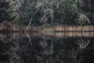 Trees reflections on the Po River Delta - Italy