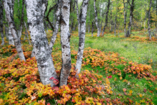 Birches and cloudberry - Sweden