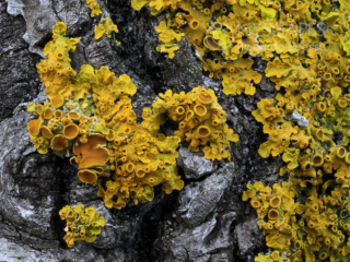 Xanthoria parietina on a rotting trunk - Italy