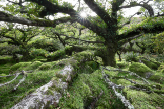 Wistman's Wood - UK